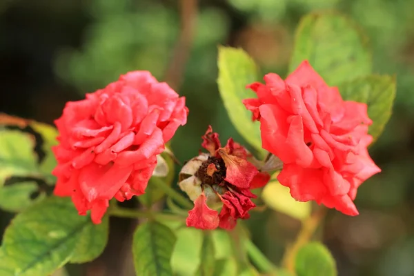 Czerwone kwiaty róży — Zdjęcie stockowe