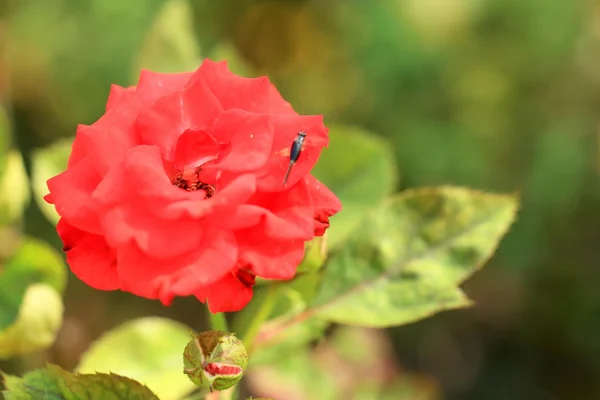 Vermelho rosa flores — Fotografia de Stock