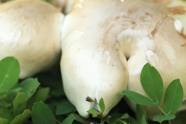 Funghi Shiitake — Foto Stock