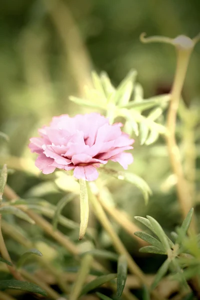 Blålila blommor — Stockfoto