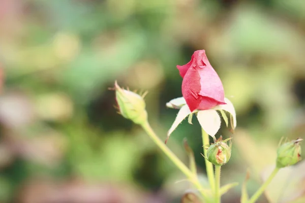 Rode roos bloemen — Stockfoto