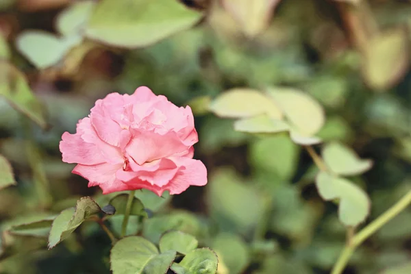 赤いバラの花 — ストック写真