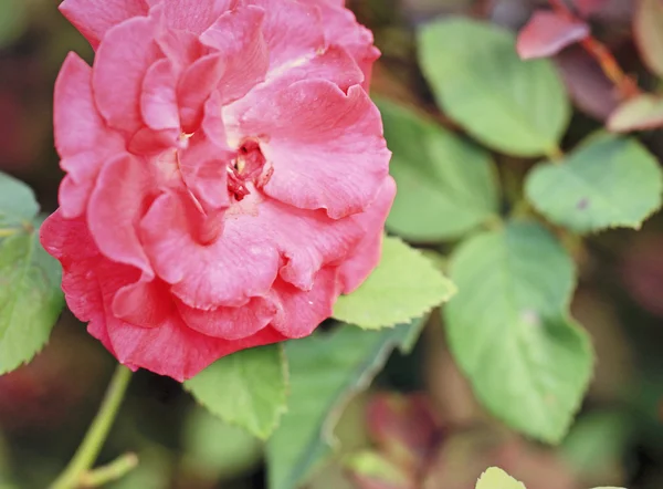 Vermelho rosa flores — Fotografia de Stock