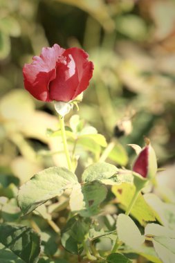 Kırmızı gül çiçekleri