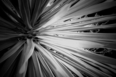 bulanık yaprak yeşil