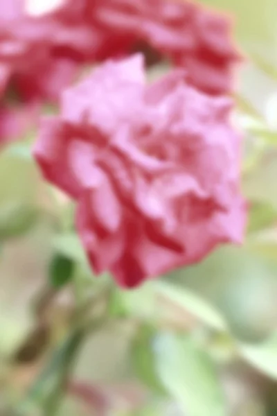 Red rose flowers — Stock Photo, Image