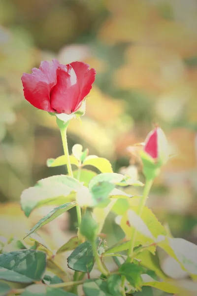 Röda rosenblommor — Stockfoto