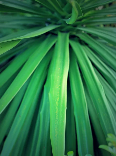 Wazig groen blad — Stockfoto