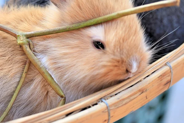 Viele Kaninchen zum Verkauf — Stockfoto