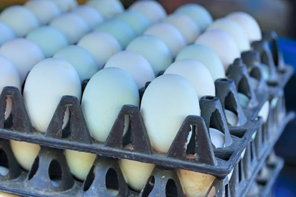 Яйцо белой утки на ферме — стоковое фото