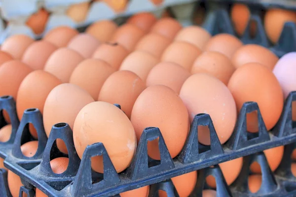 Бурое яйцо на ферме — стоковое фото