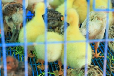 Gosling yeni doğan sarı bir gruptur.