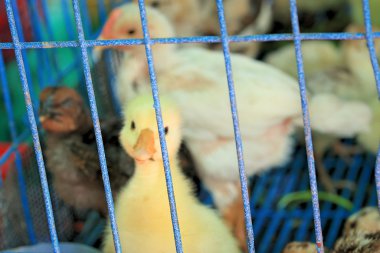 Gosling yeni doğan sarı bir gruptur.