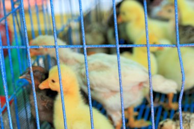 Gosling yeni doğan sarı bir gruptur.