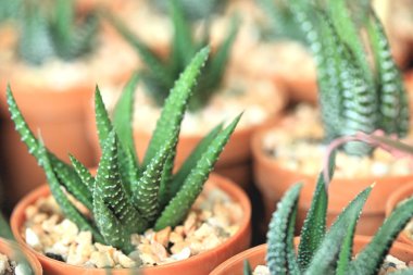 kaktüs kadar yakın