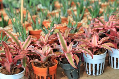 kaktüs kadar yakın