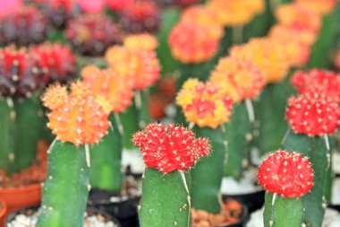 kaktüs kadar yakın