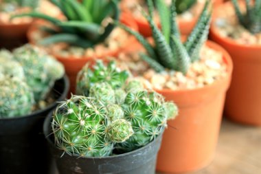 kaktüs kadar yakın