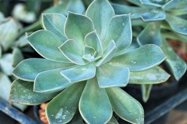 kaktüs kadar yakın