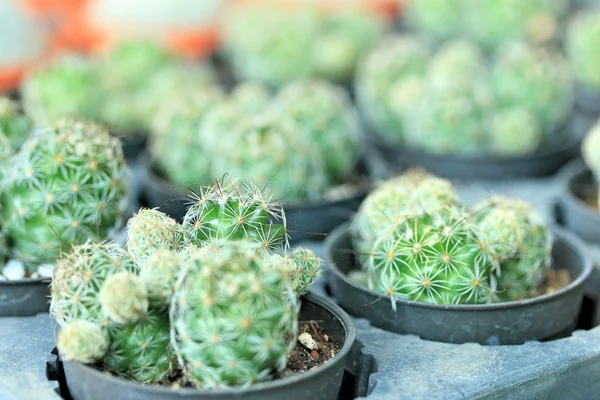 Close up cactus — Stock Photo, Image