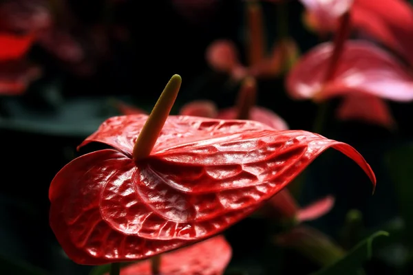 Primer plano del anthurium rojo yreanum - lirio de flamenco —  Fotos de Stock