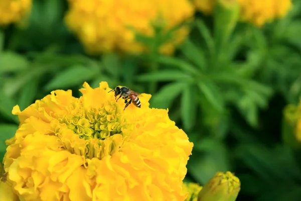 Flower marigold — Stockfoto