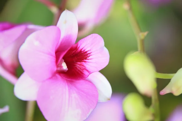 Różowe kwiaty storczyka — Zdjęcie stockowe