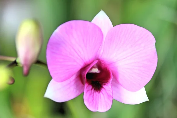 Flores de orquídea rosa —  Fotos de Stock