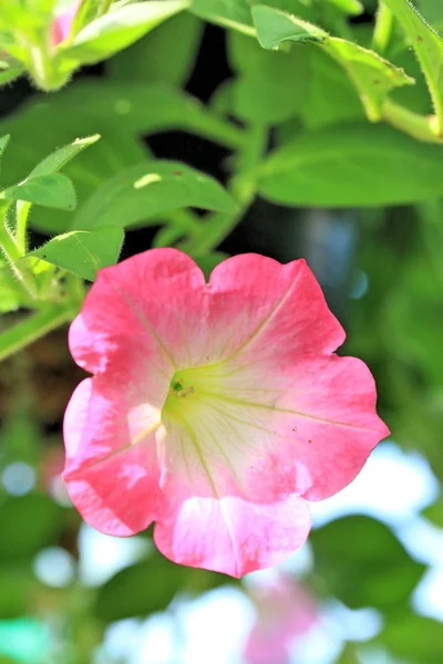 I fiori delle petunie — Foto Stock