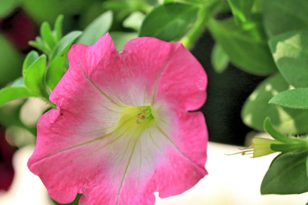 Les fleurs des pétunias — Photo