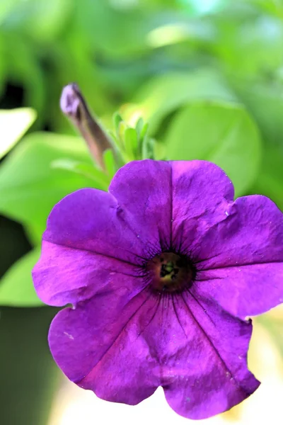 Die Petunien blühen — Stockfoto