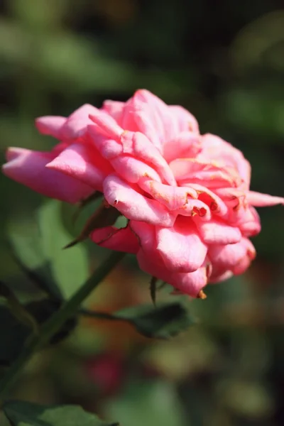 Roze roze bloemen — Stockfoto