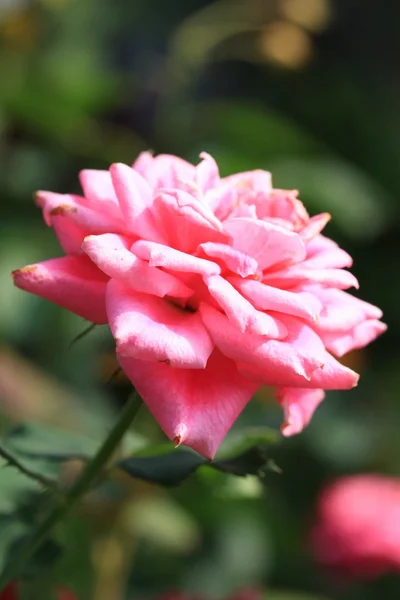 Roze roze bloemen — Stockfoto