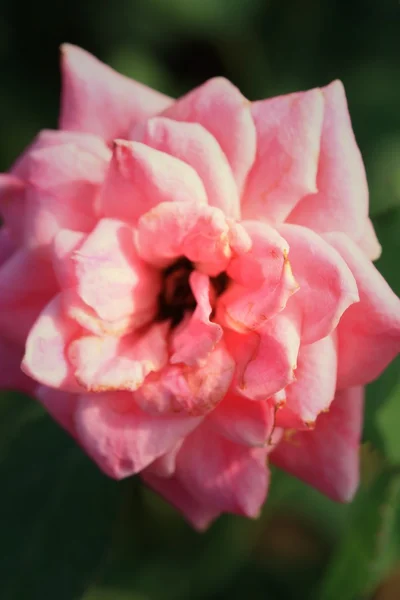 Roze roze bloemen — Stockfoto