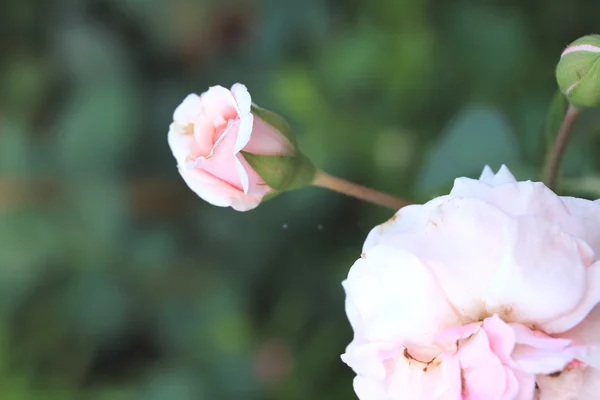 Ροζ τριαντάφυλλο λουλούδια — Φωτογραφία Αρχείου