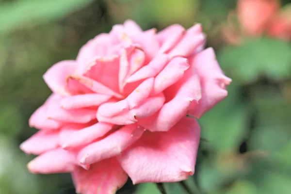 Pembe Gül çiçek — Stok fotoğraf