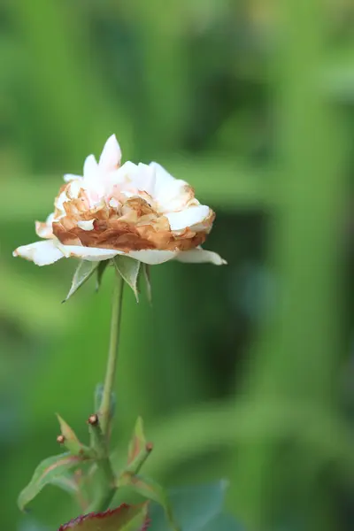 Rosa Rosenblüten — Stockfoto