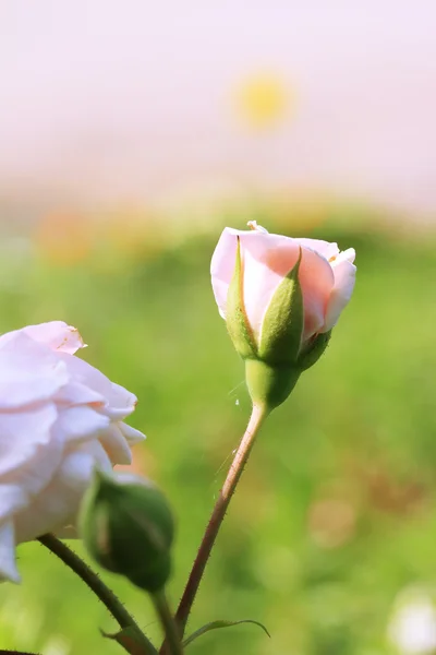 粉红色的月季花 — 图库照片