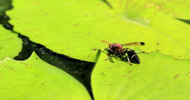 Yeşil renkli arka plan doku bulanık