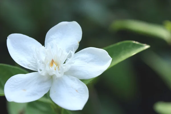 Flor blanca —  Fotos de Stock