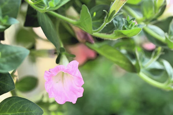 Les fleurs des pétunias — Photo