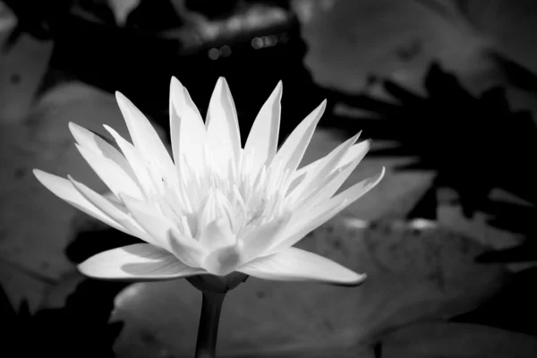 Fleurs de lotus blanc dans la nature — Photo