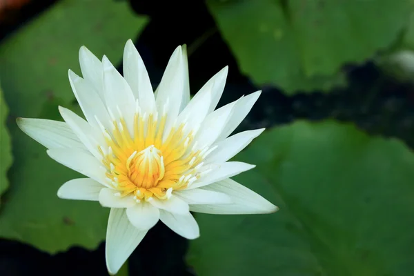 Doğal beyaz lotus çiçekleri — Stok fotoğraf