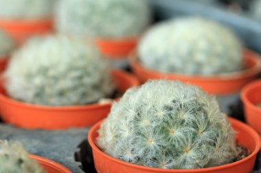 kaktüs kadar yakın