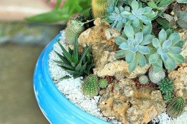 kaktüs kadar yakın