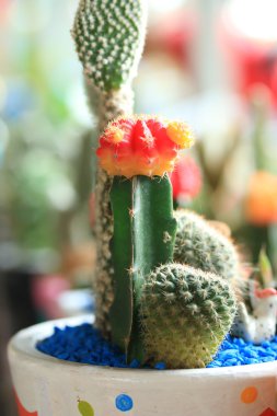 kaktüs kadar yakın