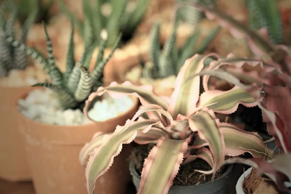 Close up cactus — Stock Photo, Image