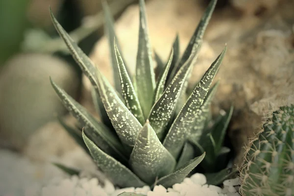 Close up cactus — Stock Photo, Image