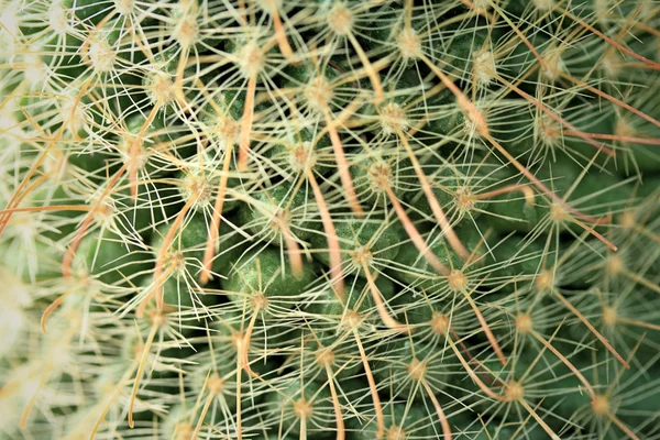 Close up cactus — Stock Photo, Image
