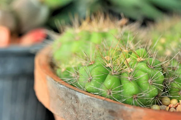 Gros plan cactus — Photo